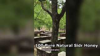 Pure 100 Percent Natural Sidr Honey Wholesale