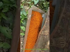 Big Granual Rape pollen  Honey Raw Bee Pollen For Human Beings and Bees