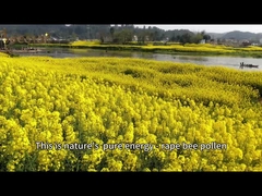 Yellow Brown Corn Pure Raw Bee Pollen For Beekeeping Farms