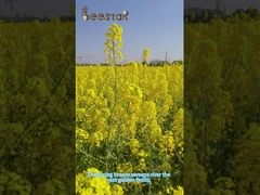 Shell Broken Pine Pollen Powder Fresh Nature Pale Yellow