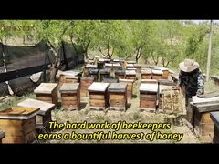 Hot Selling Manuka Honey 100% Natural MGO100+ UMF5+ Natural Bee Honey from New Zealand