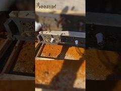 2025 hot selling High-quality large-particle pure bee pollen