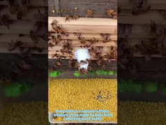 Bee pollen is a natural treasure trove of nutrients and an essential health product for healthy peop