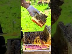 100% Natural Citrus Honey Pure Raw Honey Healthy Food Natural Bee Honey for Wholesale