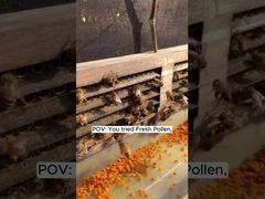 Customized high quality Raw Fresh Bee Pollen Bee Vitamins New Fresh Natural Bee Products