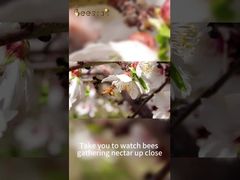 Pure Raw Honey of 100% Pure Natural Bee Honey, Delicious honey is hard-won