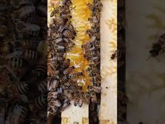  It's not just about collecting nectar; it's a meticulously orchestrated chemical marvel.