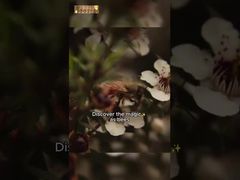 500g UMF10+ Pure Manuka honey Manuka Natural Bee Honey Pure Raw honey