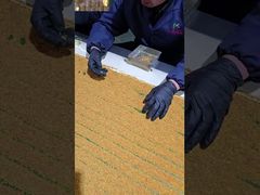 A Closer Look: Customized Raw Fresh Tea Bee Pollen Bee Vitamins New Fresh Natural Bee Products