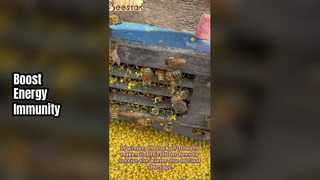 Pollen Powder Boost Immunity & Energy