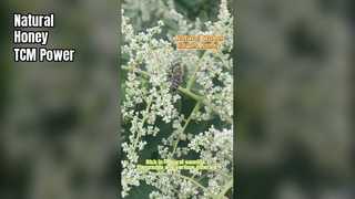 Pure Wubei Flower Honey Natural TCM Benefits