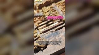 Do you know how propolis, which is known as the 