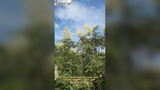 Sourced from wild Chinese Wubei forests, a unique amber hue and rich, mellow flavor with subtle herb