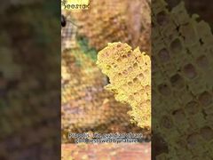 Propolis is known as 