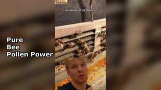 Pure Natural Bee Pollen Superfood,Let it protect your health