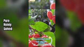  Unfiltered Goji Honey - Organic Wolfberry Honey, No Additives & Preservatives