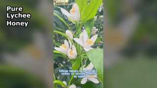 Pure Citrus  Honey Nature S Sweetest Treasure