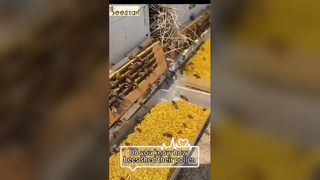 Do you know how bee pollen falls off a bee's legs