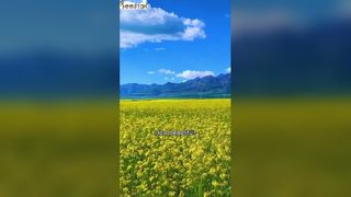 Endless Ecological Rapeseed Field: Beauty & Natural Treasures