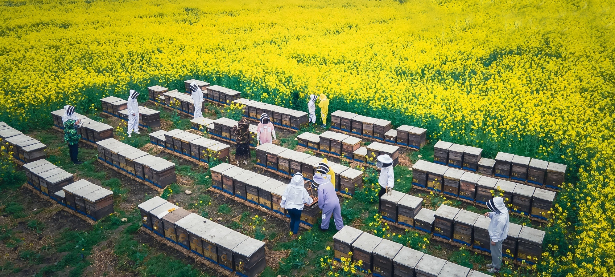 quality Raw Bee Pollen factory