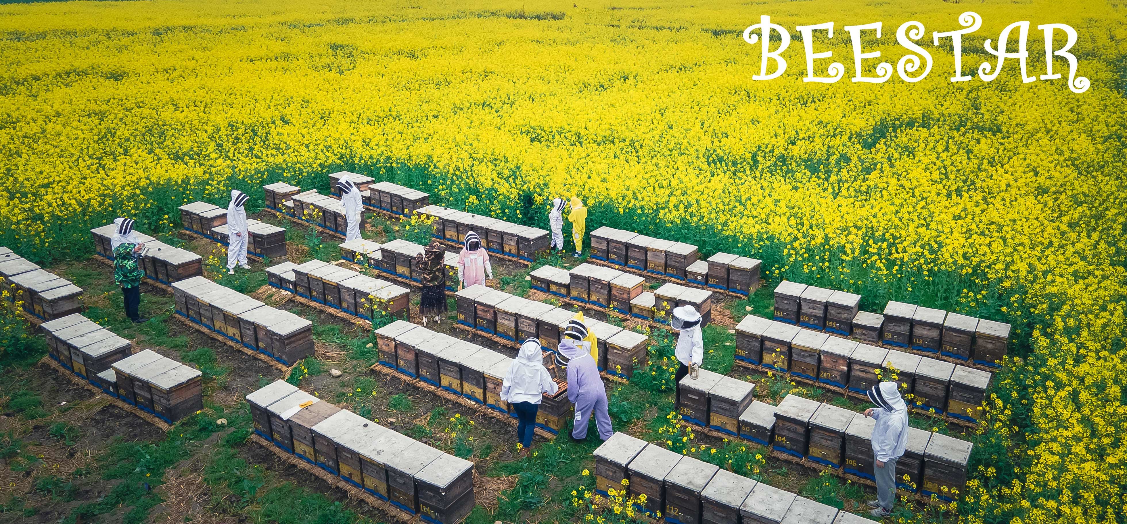 Dernières nouvelles de l'entreprise Combien coûte l'apiculture?