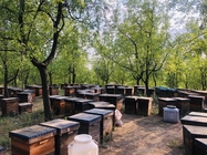 Jujube Sidr Raw Organic Natural Bee Honey Dark Amber Color