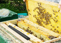 Plastic Beekeeping Beetle Trap , Beekeeping Blaster Of Bee Hive Kits