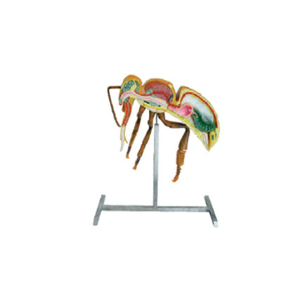 Apiculture Tools Beekeeping Equipment 60cm 110cm Height bee anatomy model